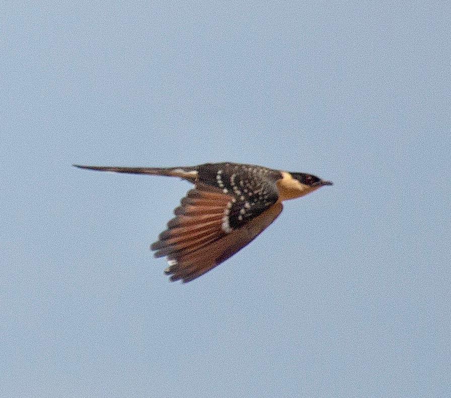 SteveOnHilbre's tweet image. Another one of the non footy highlights from our recent #RoadtoMadrid trip - first time I’ve seen #GreatSpottedCuckoo in Extremadura as we’re usually there too late so was well chuffed with this juvenile - great photos by @HERDOFHERDHALL