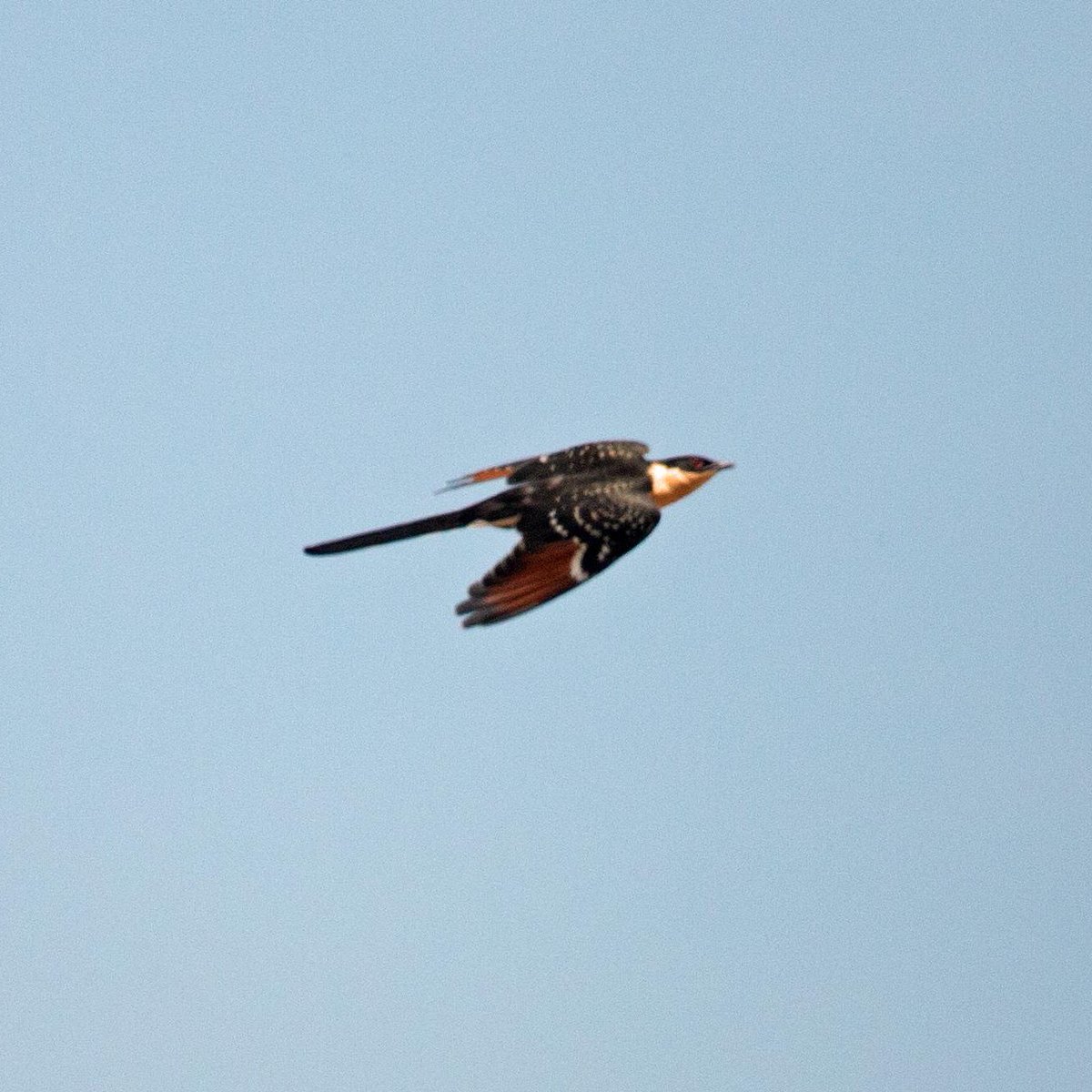 SteveOnHilbre's tweet image. Another one of the non footy highlights from our recent #RoadtoMadrid trip - first time I’ve seen #GreatSpottedCuckoo in Extremadura as we’re usually there too late so was well chuffed with this juvenile - great photos by @HERDOFHERDHALL