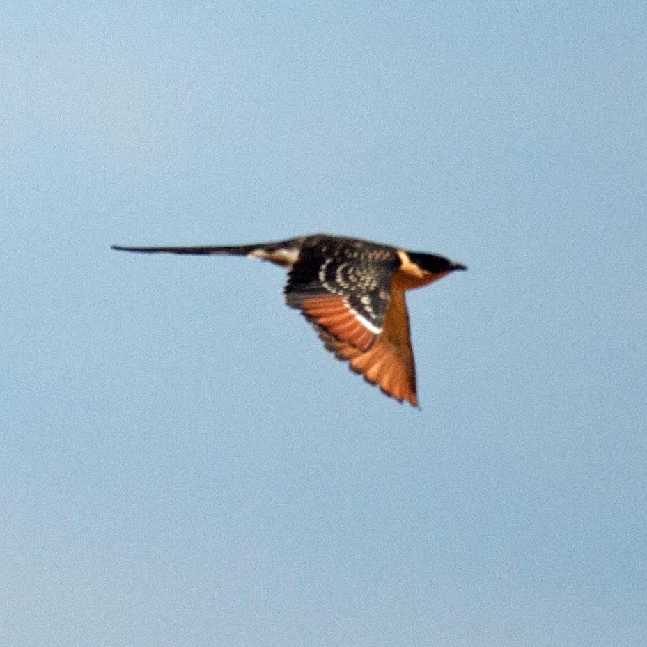 SteveOnHilbre's tweet image. Another one of the non footy highlights from our recent #RoadtoMadrid trip - first time I’ve seen #GreatSpottedCuckoo in Extremadura as we’re usually there too late so was well chuffed with this juvenile - great photos by @HERDOFHERDHALL