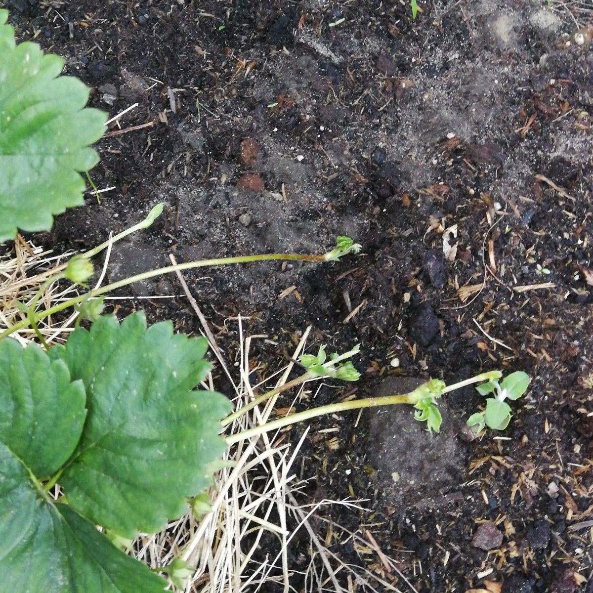 Opletten geblazen! De eerste uitlopers zitten al weer aan de aardbeien...dat worden nog meer mooie aardbeien planten met heerlijke aardbeien! Voordat je het weet heb je je tuin vol.

Bij interesse zijn ze over te nemen.

#moestuin #aarbei #voorthuizen #nieuwerkerkaandenijssel