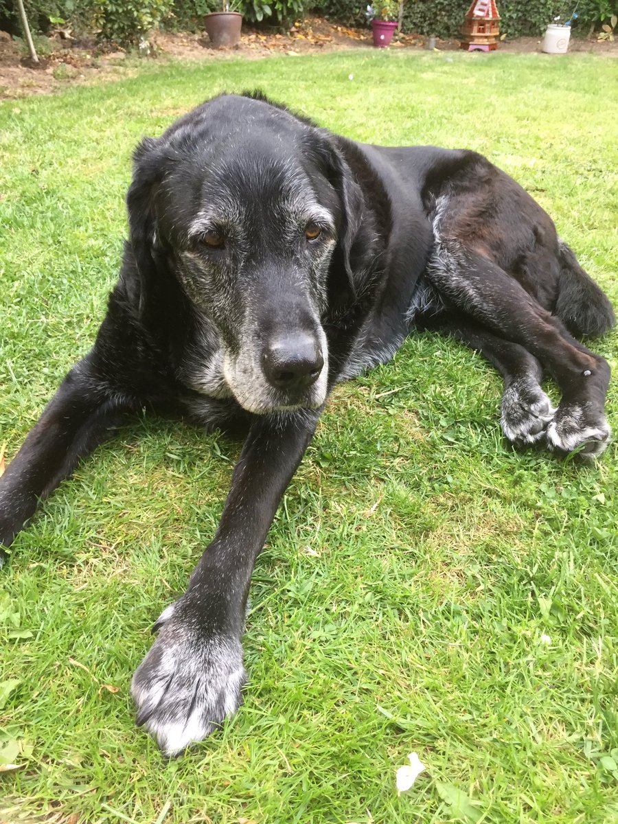 Jane Phillips ⭐️🌟✨🌕🐱🐱❤️🐶🐶🌈 tweet media