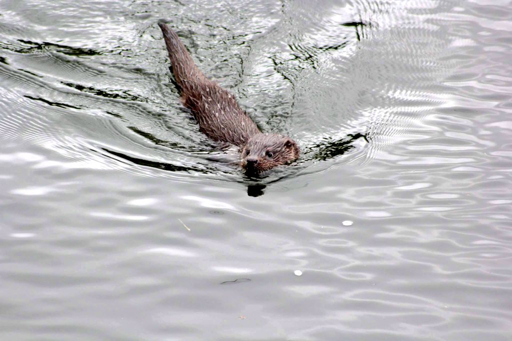 AHWLife's tweet photo. Look at these gorgeous little otter kits! Spotted on the #river Ythan. How #cute are they?! #otter #riverlife #nature #wildlife https://t.co/XUMgOCWiIf