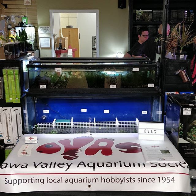 OVAS_CA's tweet image. We are here all day at @critterjungle_scales @critterjungle 'Summer Petfest'! Come down and chat to us about the club :) bit.ly/2wKgNy2