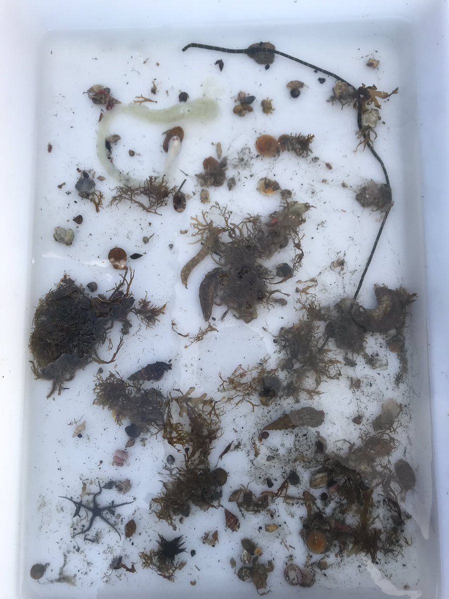 Marine litter de-critter station proved to be a treat highlighting our amazing biodiversity. Brittle Stars, Spider Crabs and even Red Comb Starfish succesfully returned to the sea.