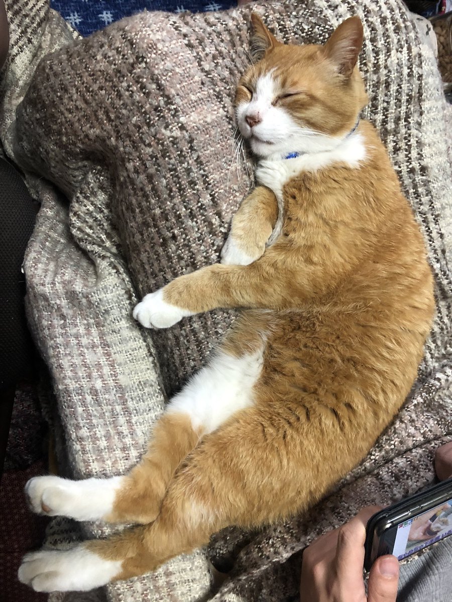 bunta_cat's tweet image. お兄ちゃんの膝の上で♪