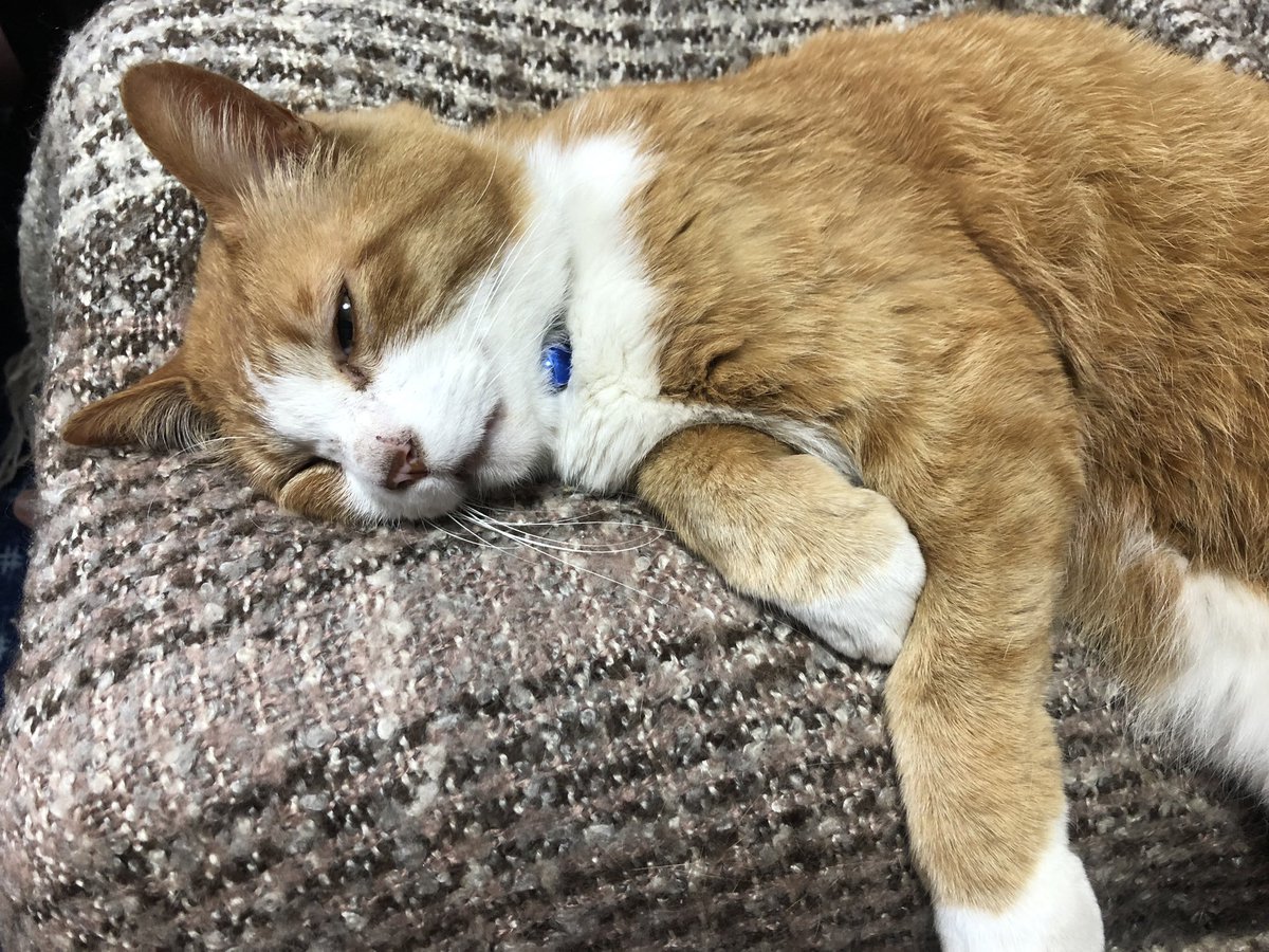 bunta_cat's tweet image. お兄ちゃんの膝の上で♪