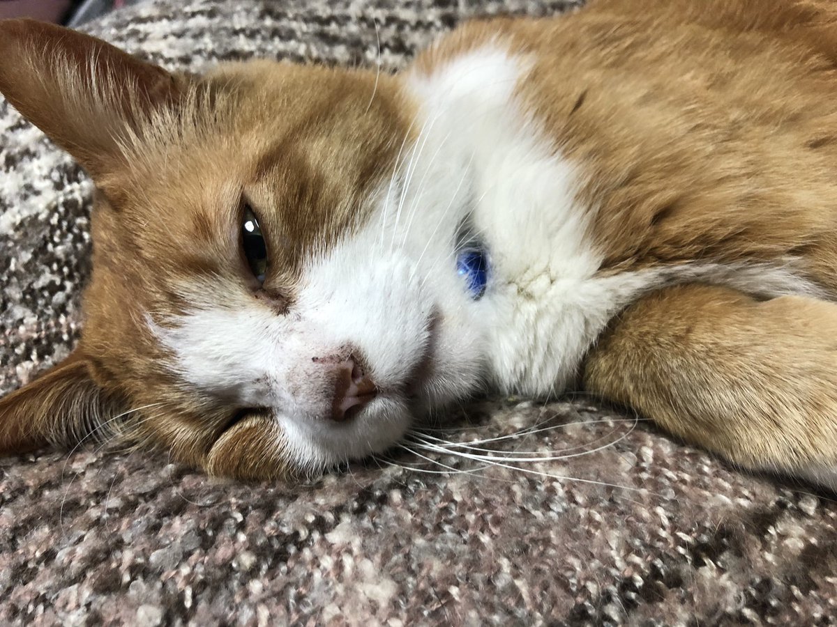 bunta_cat's tweet image. お兄ちゃんの膝の上で♪