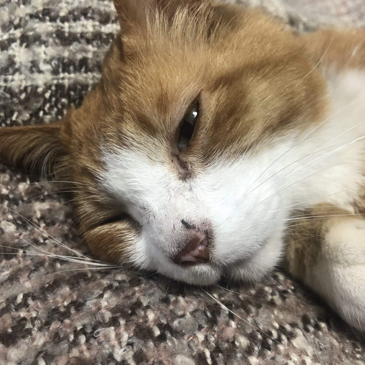 bunta_cat's tweet image. どアップ