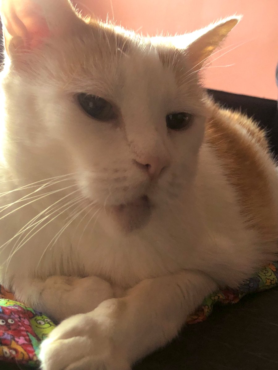 LoMeowChenko's tweet photo. Duuuuuddddessss.....Iโm Netflix and โnipping until mom comes home tomorrow!!!! ๐ฑ๐ฟ ๐บ
#HurryUpAlready #ItsBeenAWeekOfSocks #AndAlmondMilk #SendRealCream #OrADunkinsRegular #TossInADoughnutToo #DonutBeSadSaysPoupettesMom ๐ฉ #NationalDoughnutDay #Caturday #SendDoughnuts https://t.co/L0gYB2xKE2