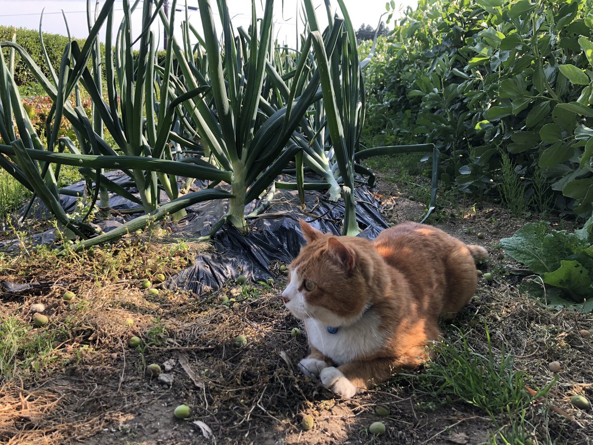 bunta_cat's tweet image. 