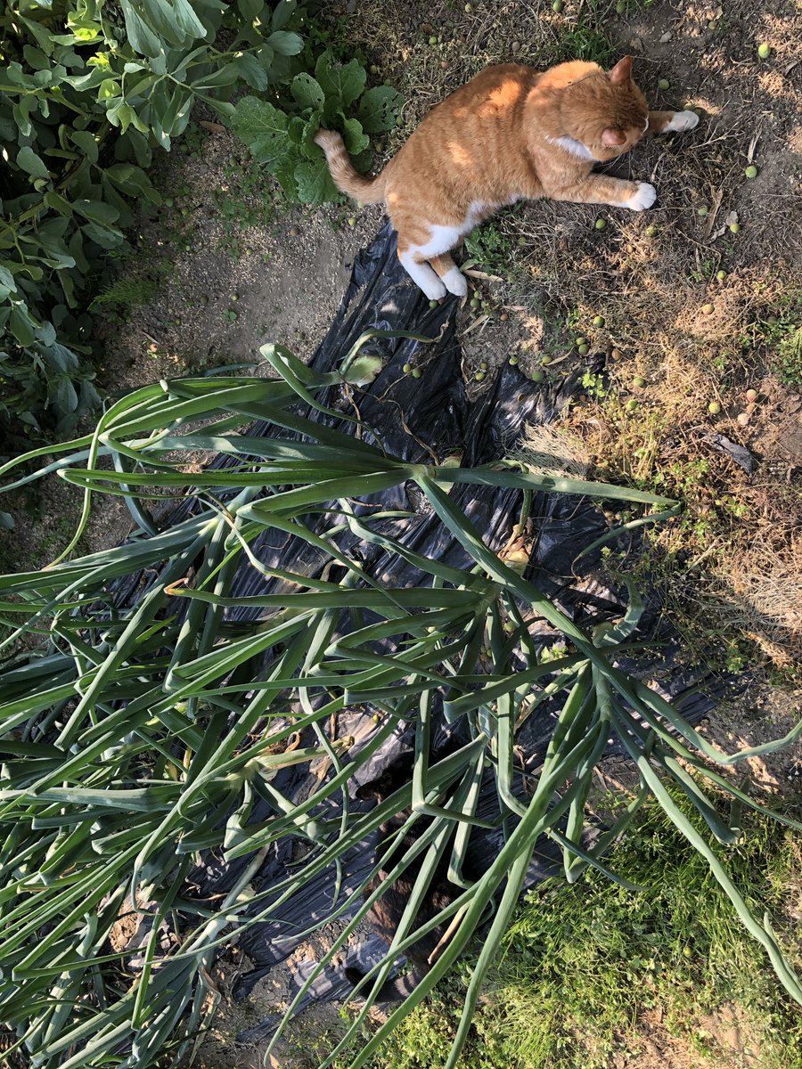 bunta_cat's tweet image. 