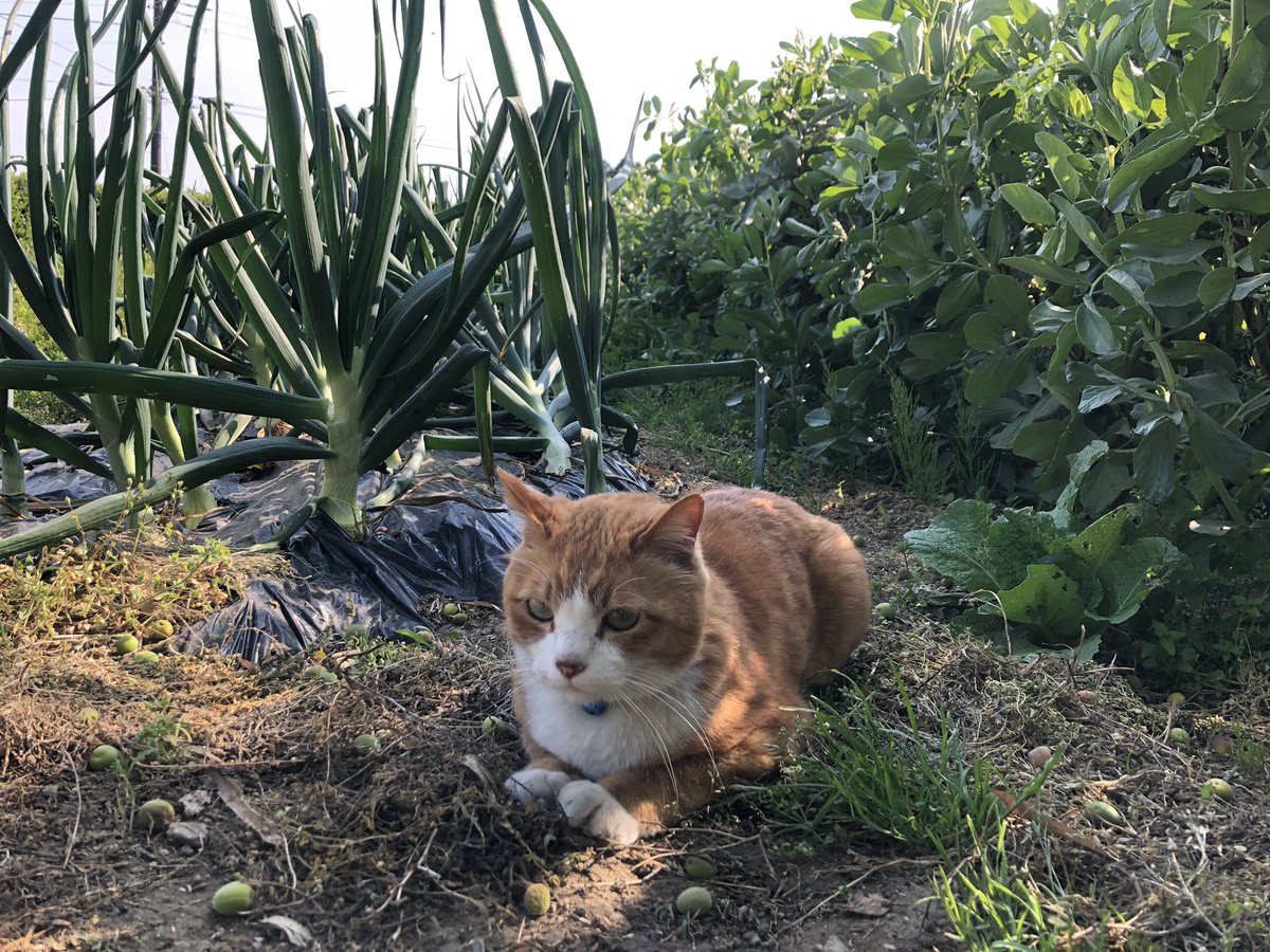 bunta_cat's tweet image. 