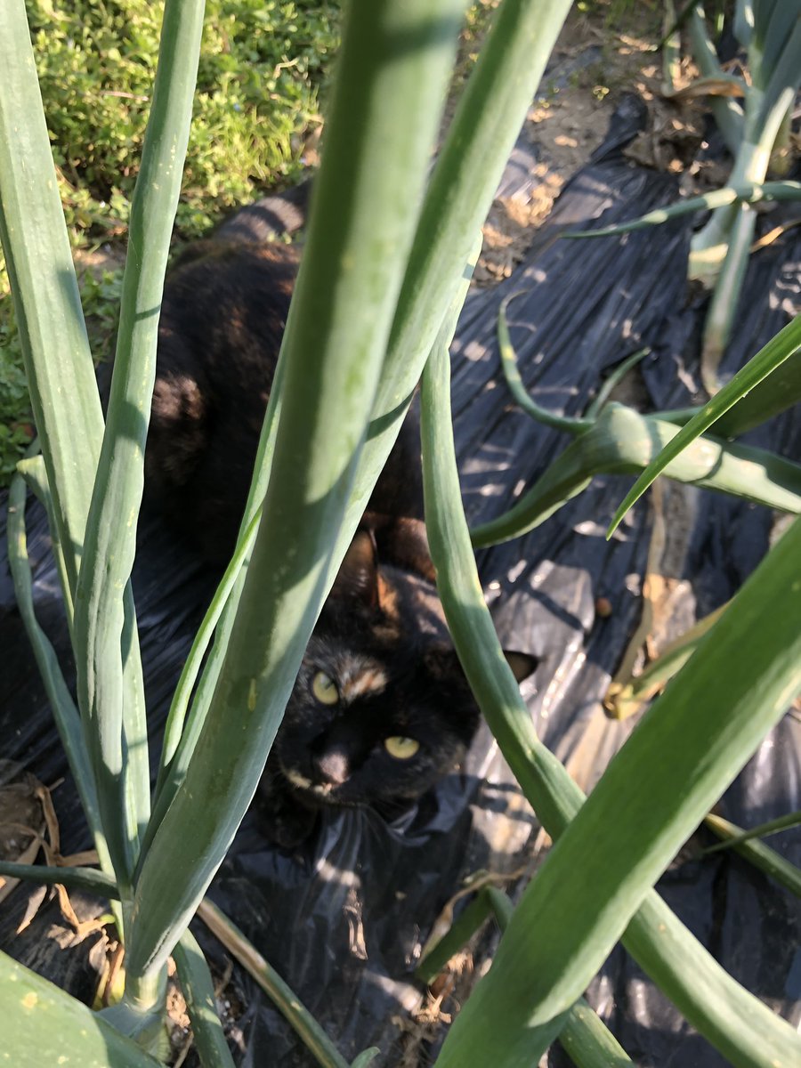 bunta_cat's tweet image. 