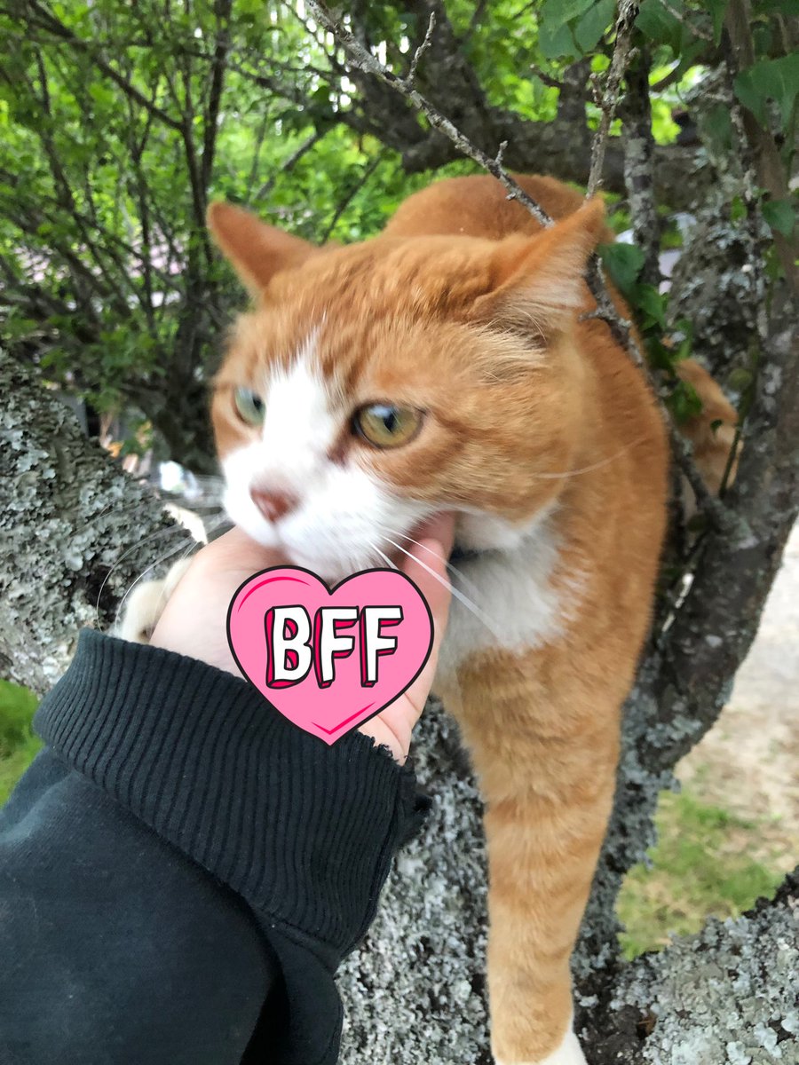 bunta_cat's tweet image. 