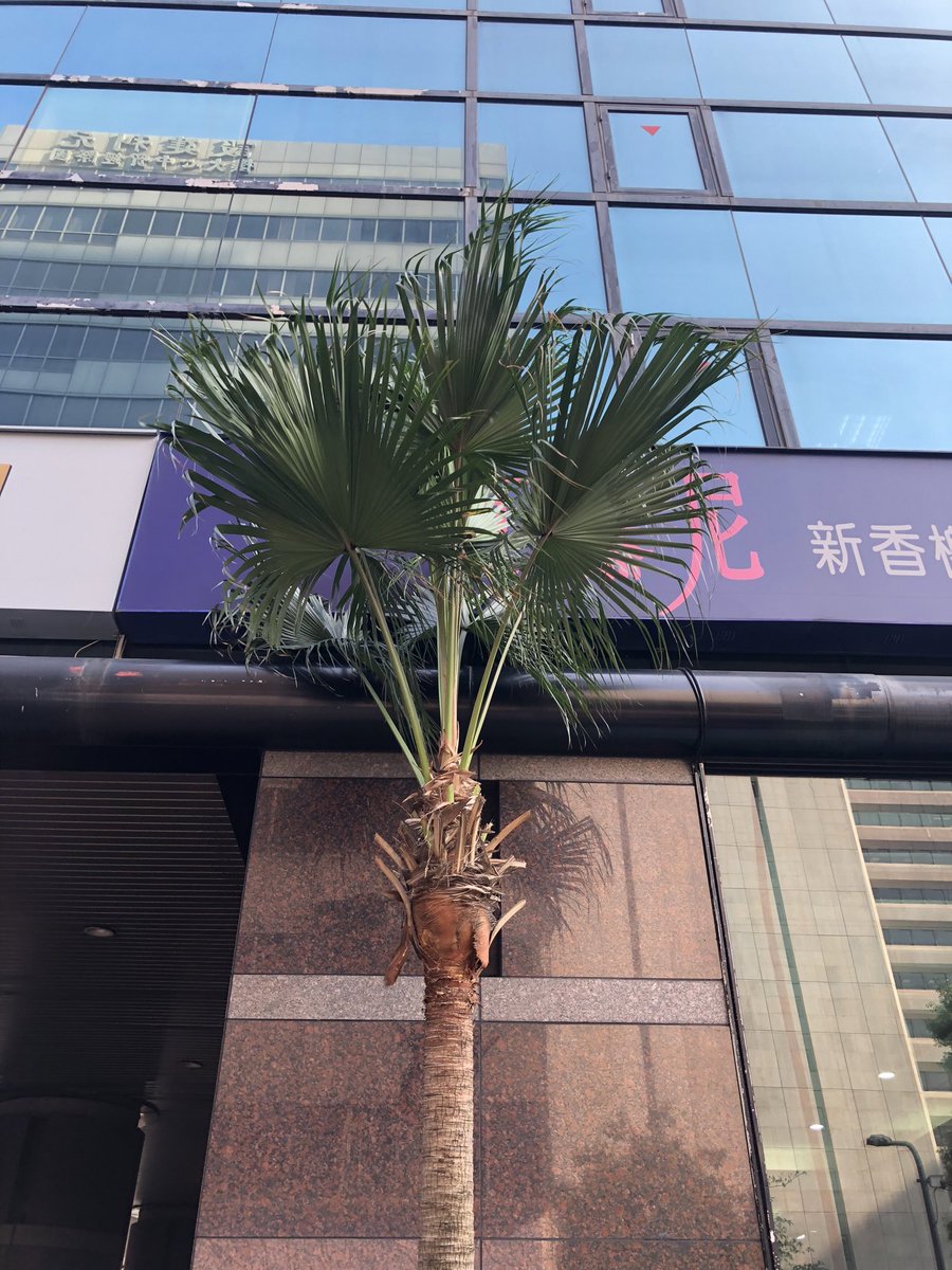 街中ではですねシュ、シュロ?と思ってもチアウ!!となることが多く、じゃあ日本のシュロって日本にしかないわけか、結局ワジュロは滞在中には見つからなかったです 