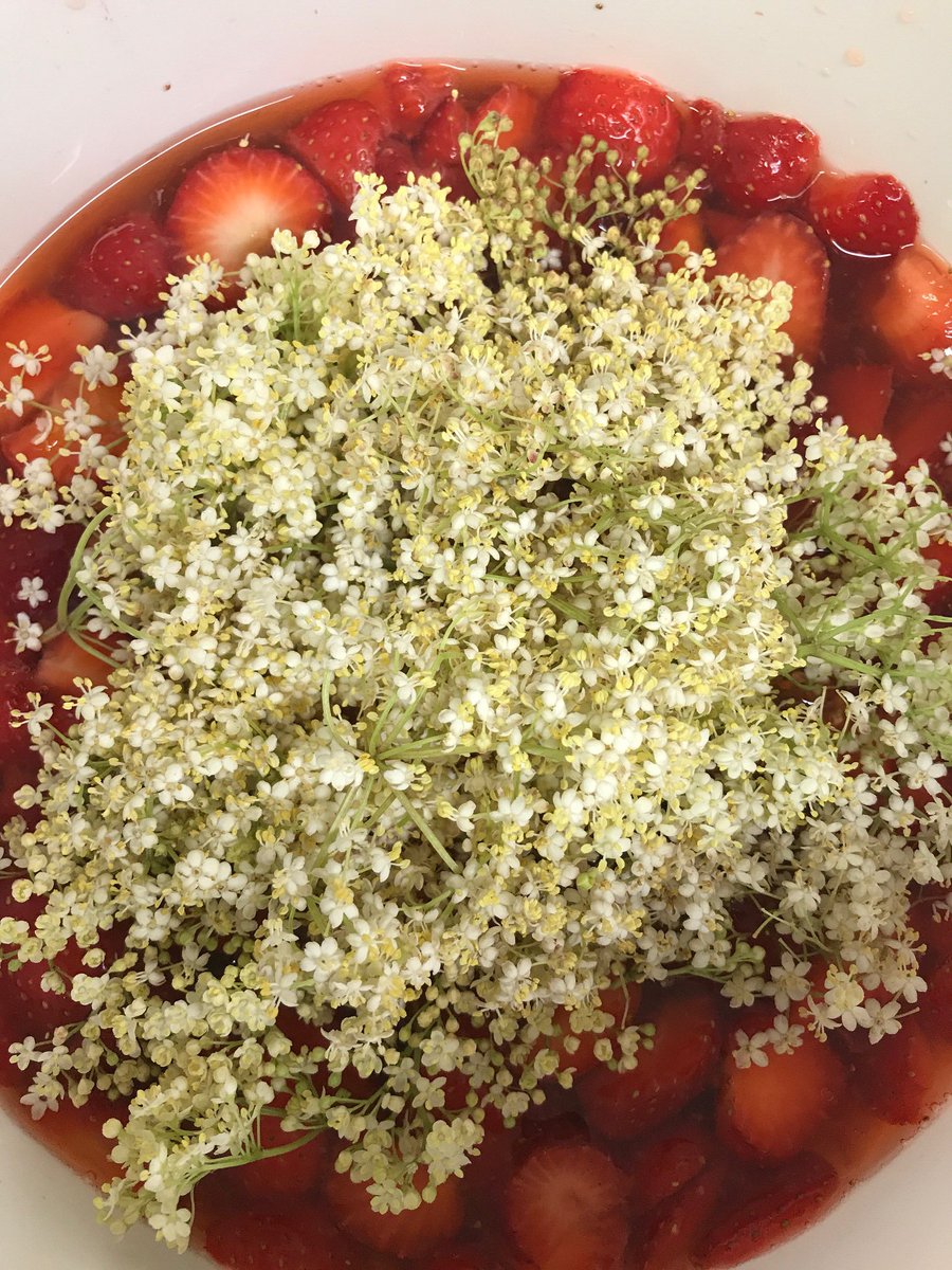 Just one of the many things we’re up to with elderflower... this one is a work in progress... Strawberry &amp; Elderflower Vinegar