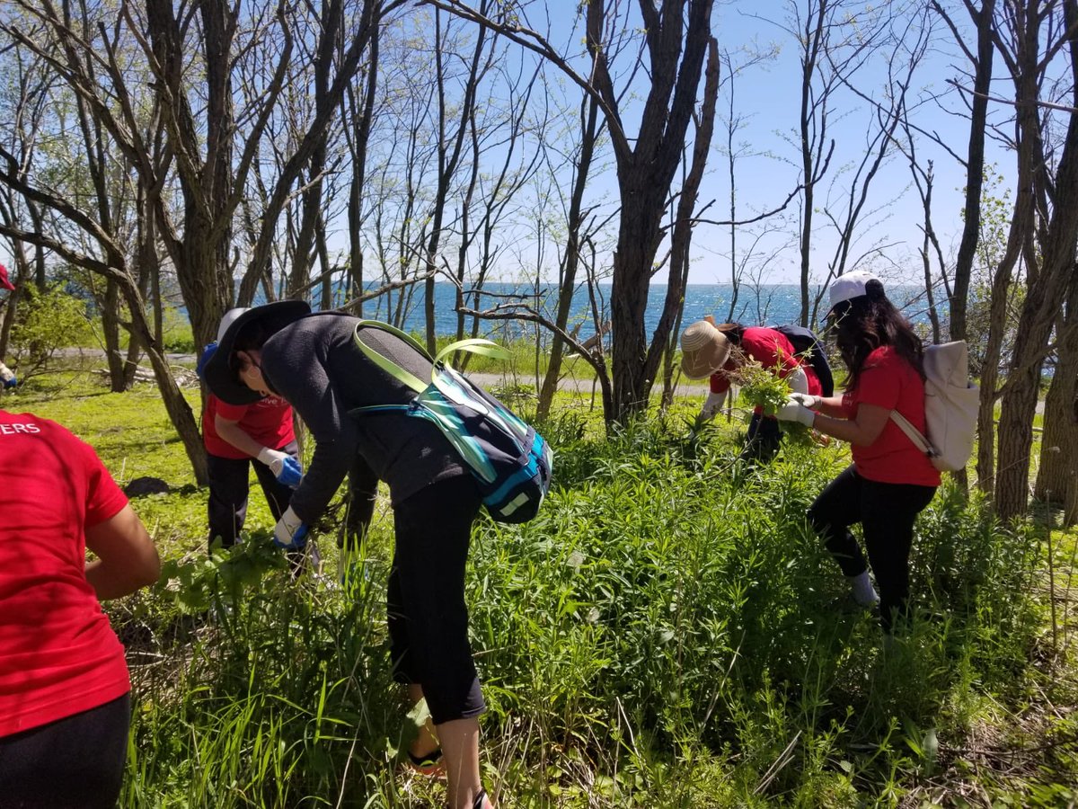 forestscanada's tweet photo. Pulling #invasivespecies at #TommyThompsonPark - part of Forest Recovery Canada &amp; @Rogers #GiveTogether volunteer event. It’s great to #GiveBack together! https://t.co/vpEIhbPeYQ