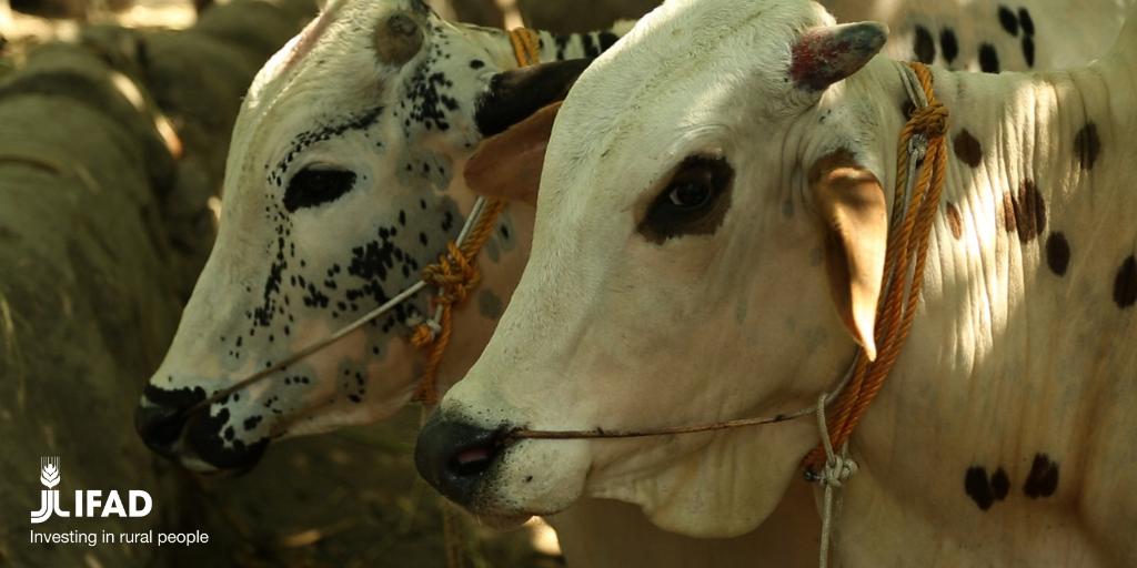 IFAD's tweet image. Foods sourced from #animals, especially red meat, have relatively high environmental footprints per serving compared to other food groups. 

This has an impact on greenhouse gas emissions, land use and #biodiversity loss.