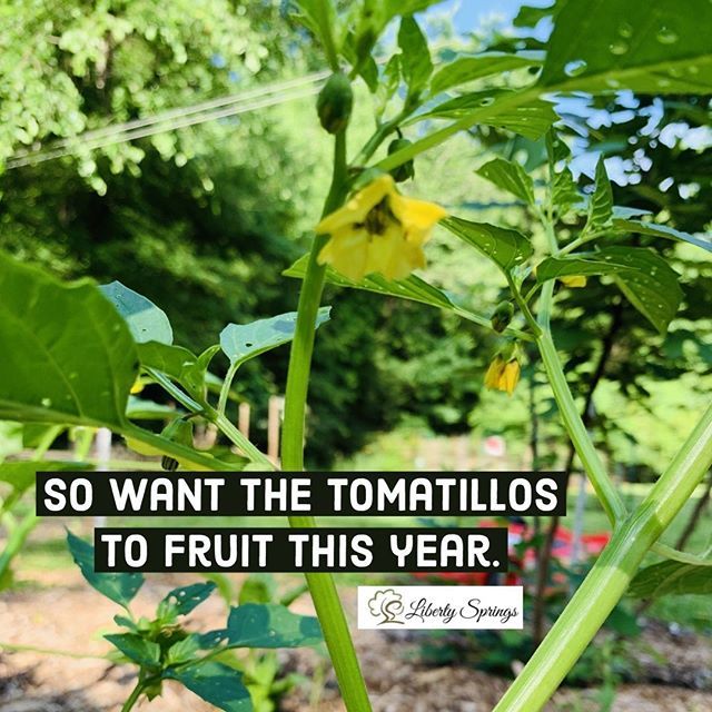 LibertySpringsF's tweet photo. #LibertySprings #LibertySpringsFarm https://t.co/69CzH5Uxrr https://t.co/gaHaDYAL3e