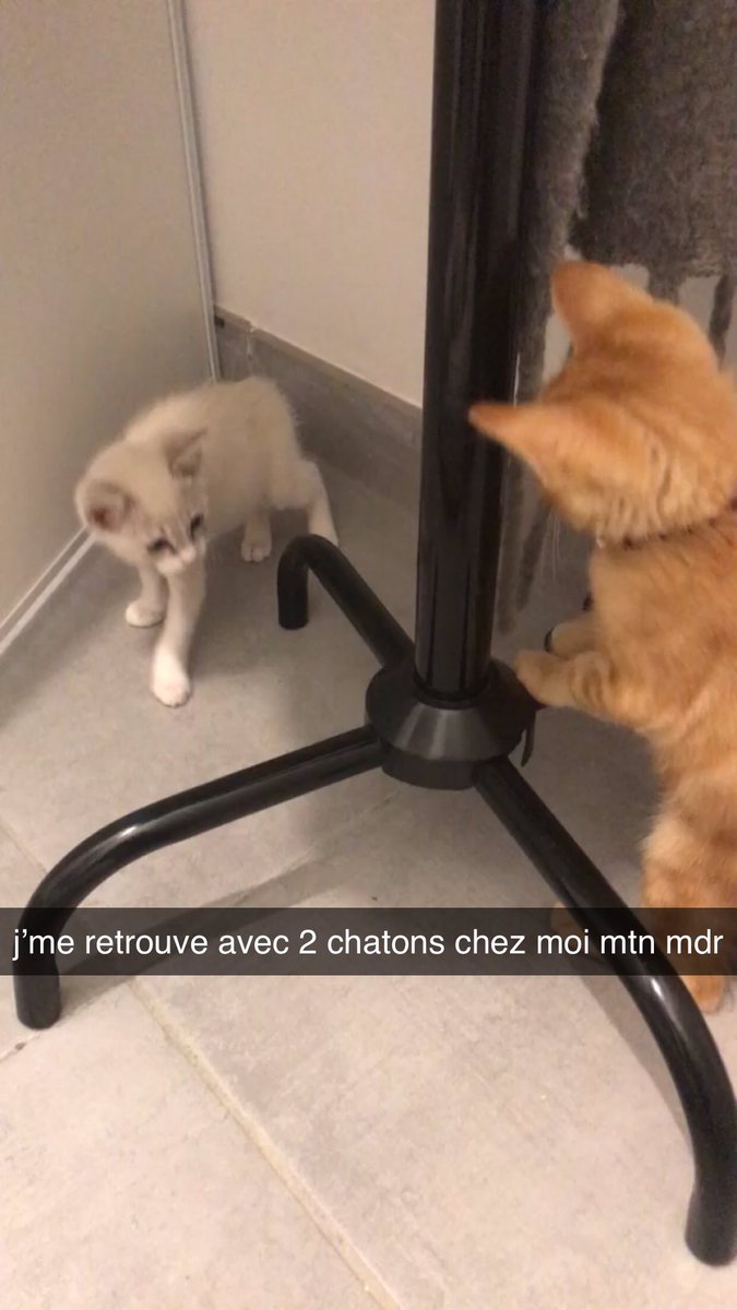 psclsa's tweet photo. hier je reçois un msg de mon voisin à 1h30 du matin qui dit qu’il a récupéré mon chat sur son pallier. Alors je rentre vite chez moi, et là il me tend un chaton qui n’était absolument pas le mien, j’ai eu la pression alors je l’ai pris en disant merci et je l’ai gardé chez moi😭 https://t.co/LPW35xZJm8