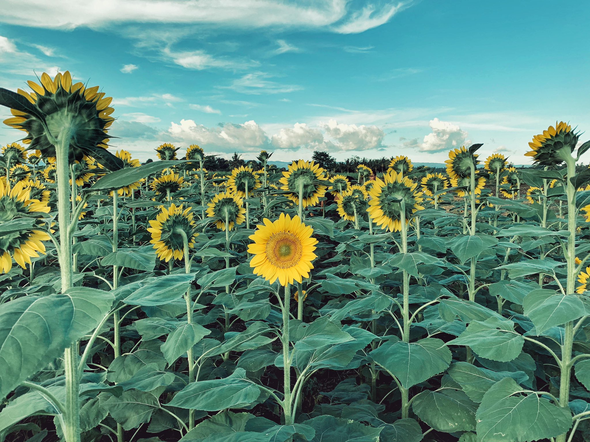 Persona pas sunflower Persona pas sunflower