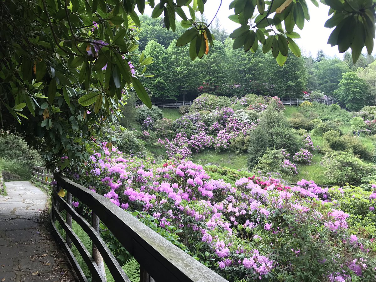 USBabyScientist's tweet photo. Back in lovely Italy #italy #flowers #trivero #oasizegna https://t.co/YoiMNnFhI6