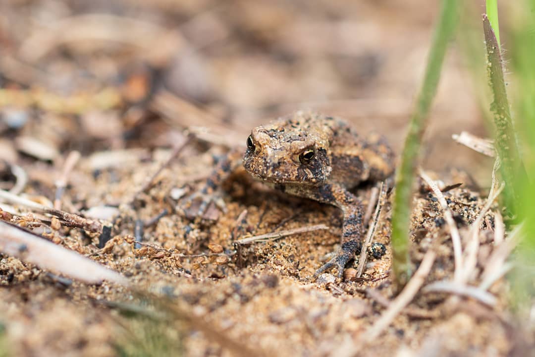 Expertly camouflaged and extremely tiny #toad hiding in the sand among blades of grass. Photographed with a #macro lens while hiking north of Belding, Michigan on the #FredMeijerFlatRiverTrail. instagram.com/p/BydIS1RAUVt/…