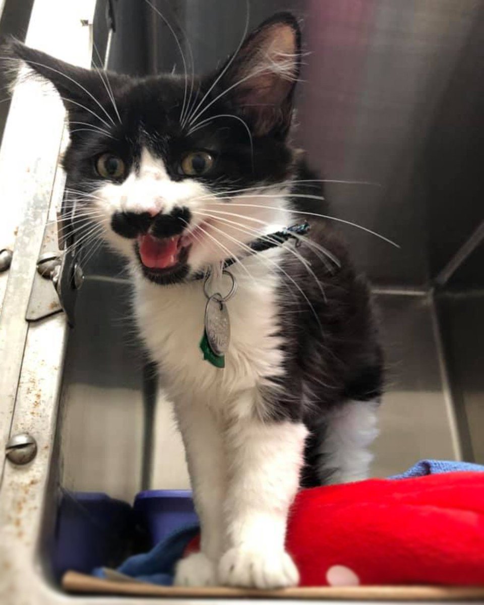 'I mustache you a question. When will I find my family?' #GetYourRescueOn #MustacheQuestion #Meow #AdoptACatMonth  #Adopt