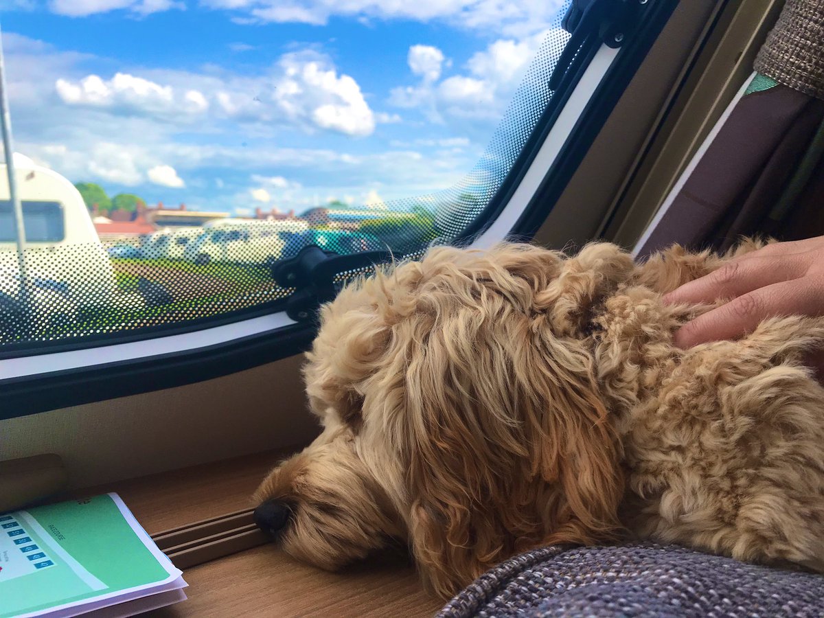 CockapooMaeve's tweet image. I think I could like this caravanning!