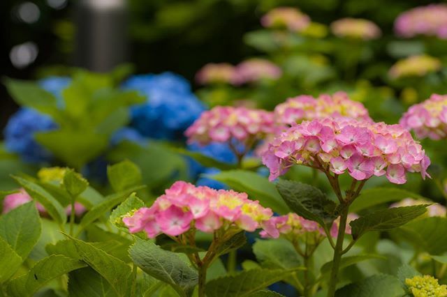 白山神社あじさい祭り
