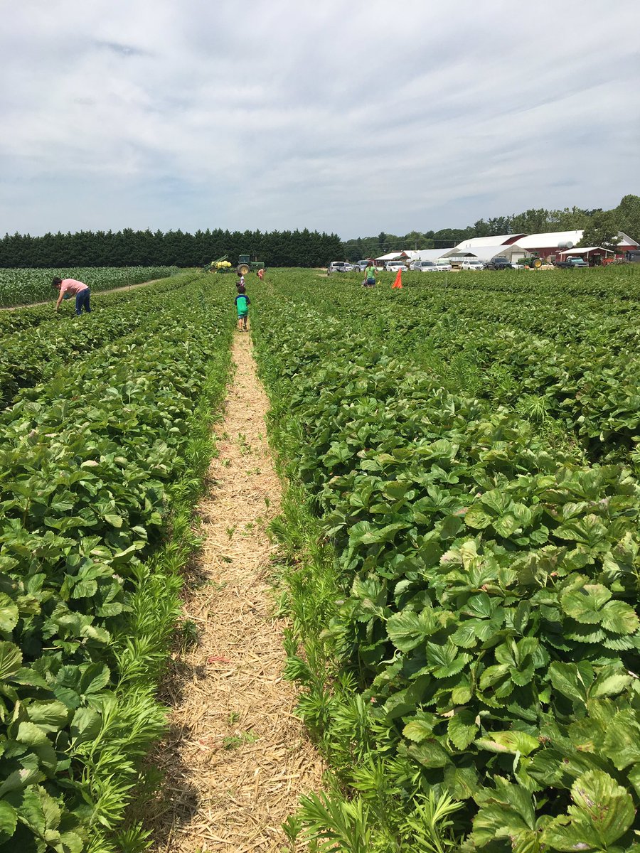 Last day for Strawberry picking at Duffield’s farm. 🍓 Now we have a snack for the lake.
