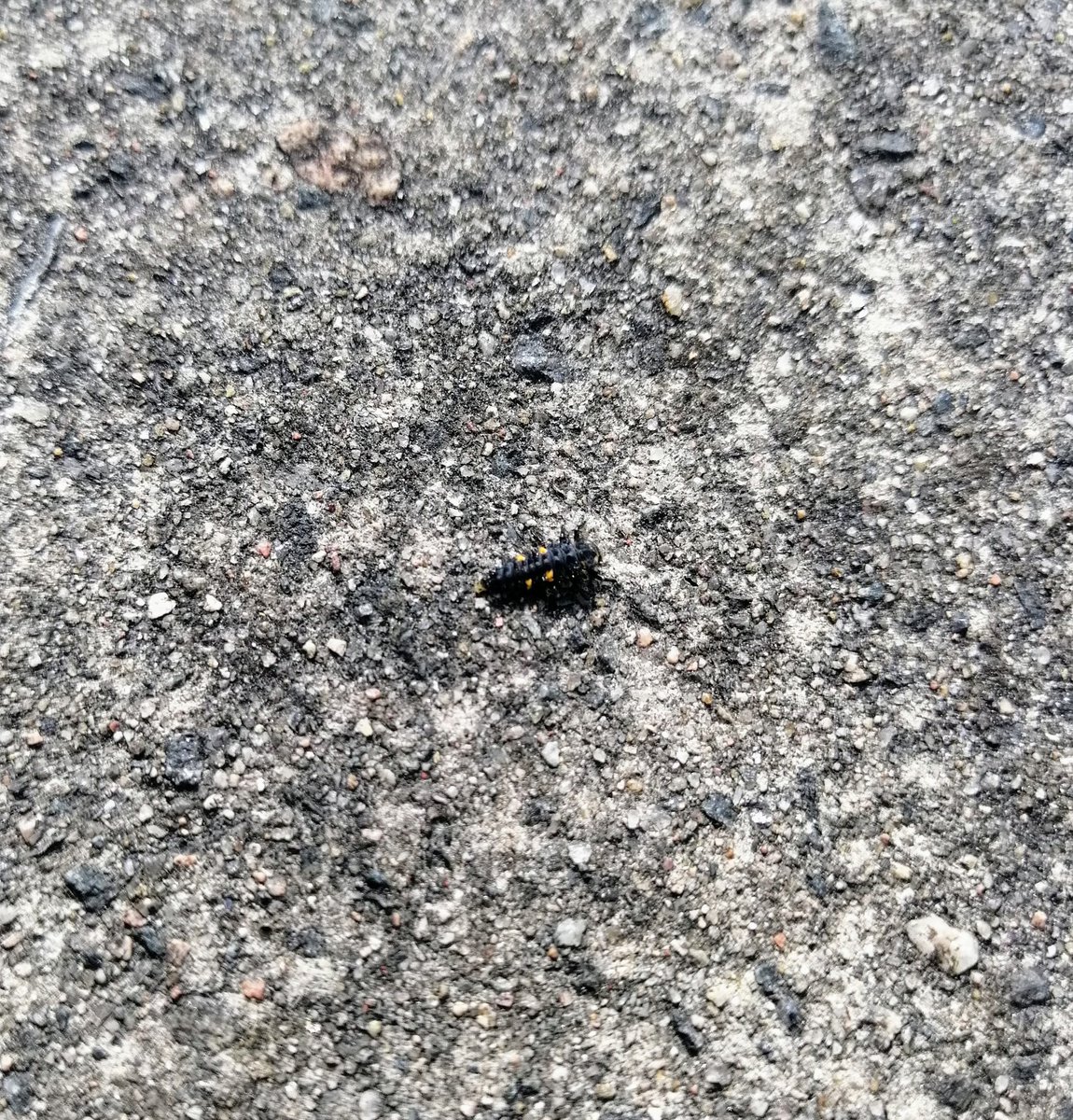 AHWLife's tweet photo. My wee one found a #ladybird larvae! How cool is this little guy just chilling on the drive! 

#nature #bugs #insects #entomology https://t.co/R9nYCxuVrc