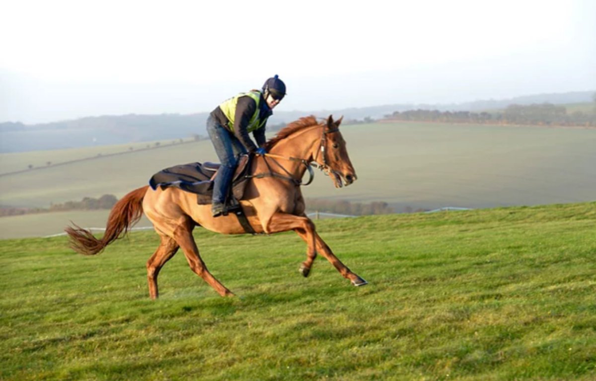 Bradyg187's tweet photo. Myself & @Jodavis9 are offering people the chance to join a new syndicate where you can see the everyday training process and learn more about what it takes to get from the sales to racecourse and hopefully into the winners enclosure.
#jointhefun #transparency #newsyndicate https://t.co/Xx4szv9K1E