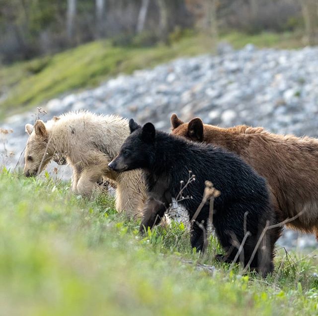 TravelAlberta's tweet photo. This trio of multicoloured cubs is quite rare, so if you happen to have the privilege of catching a glimpse (from a safe distance, of course) consider yourself lucky! 

Photos by wildmoussaphotography | #explorealberta https://t.co/49YnczSiuS