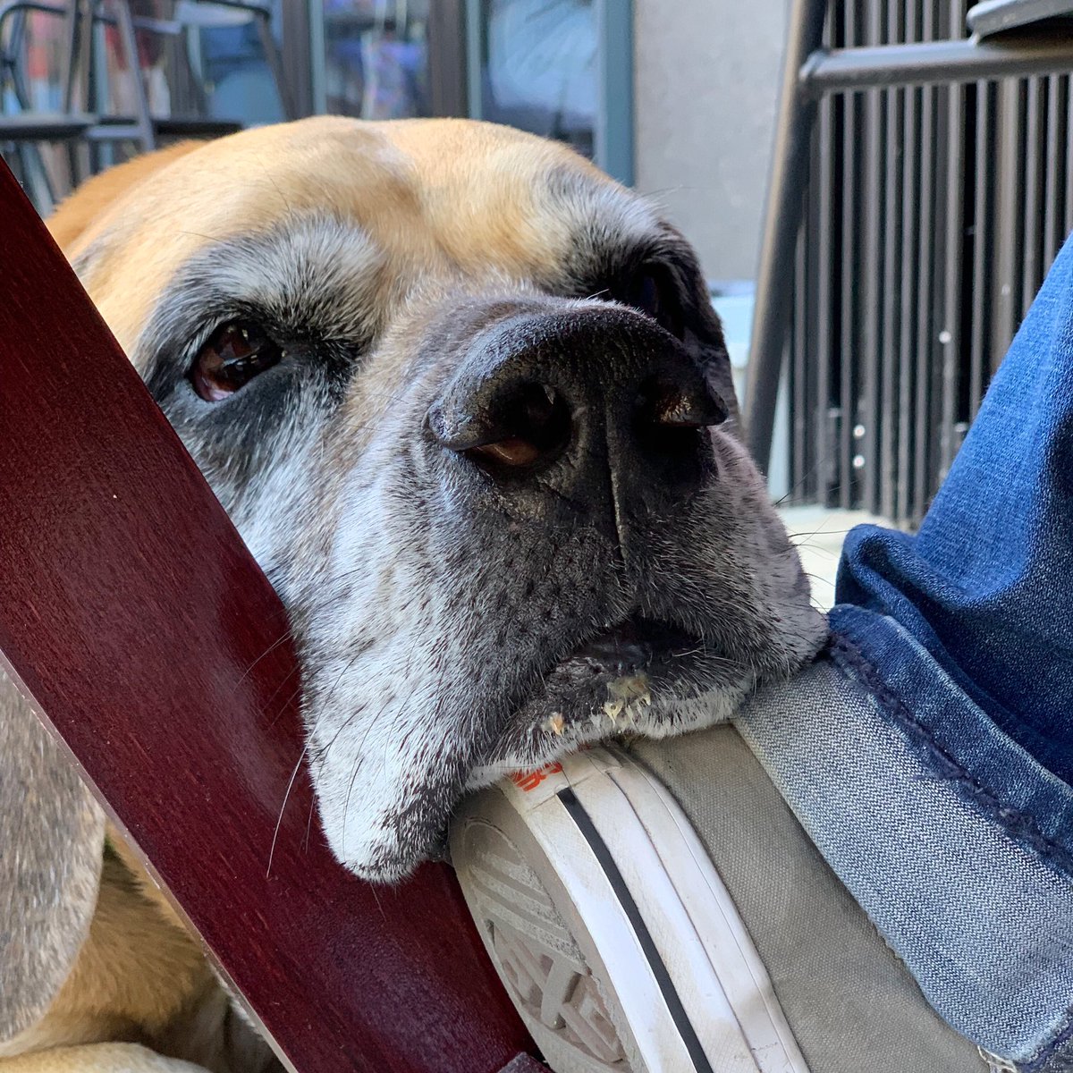 Morgan Mastiff tweet media