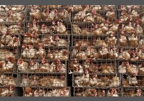 tyrathetaurus's tweet photo. where people                    where they
   think their                     actually were 
animal products                 “raised”
  come from https://t.co/xTKNtaq961