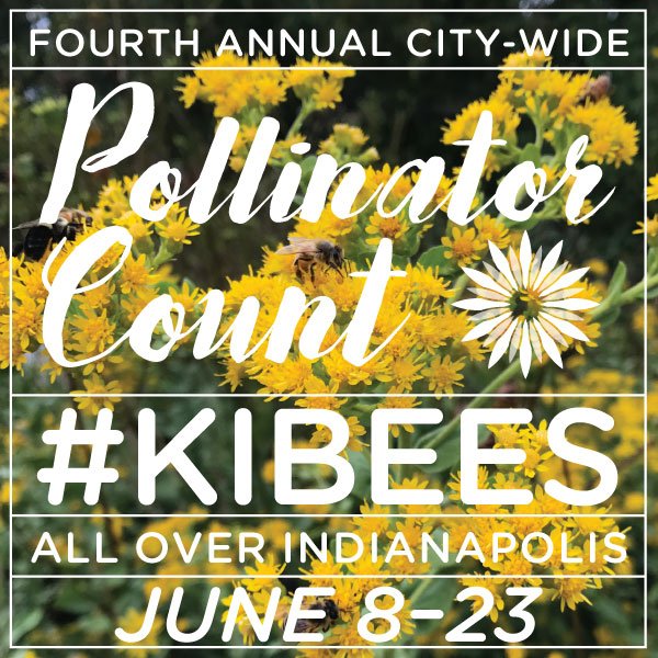 kibiorg's tweet photo. It's time for the #KIBees Pollinator Count! Get out there and start observing the work that bees, birds, moths, flies, and butterflies are doing for us. Learn all about how to get involved with our count at https://t.co/Y1W4DbbJjE

#pollinators #volunteer #pollinatorcount https://t.co/nJmgC8ihuq