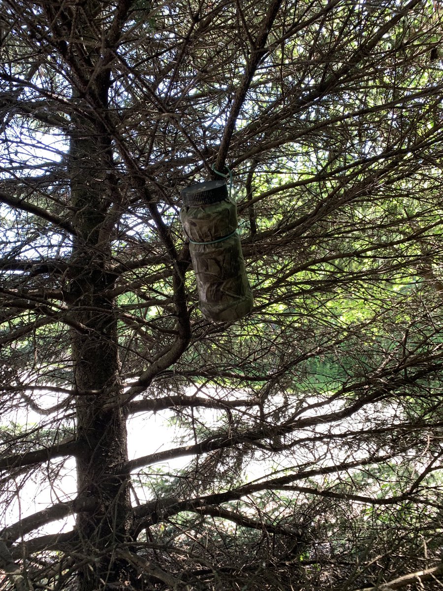 ayerules's tweet image. my first geocache find 😬 we found a total of four yesterday! #geocaching #thegreatoutdoors #love #live #laugh #crowlife #explorer #treehugger #earthlover