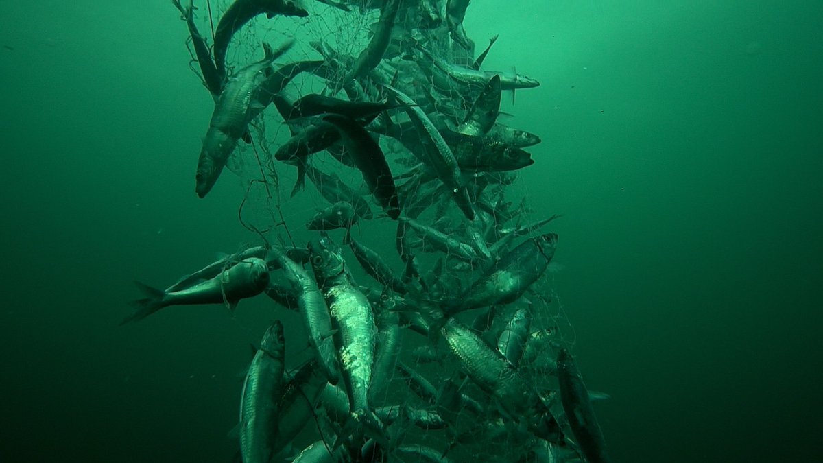 BluefinDoc's tweet photo. @JonathanWNV Sounds great but why did you double the #herring quota that sustains whales, tuna, sharks & seabirds for “socio-economic” reasons when Gulf stocks have collapsed according to your @FishOceansCAN scientists? Shamefully #Canada has not learned from the cod catastrophe. #BluefinDoc https://t.co/K1PYXY2a0y