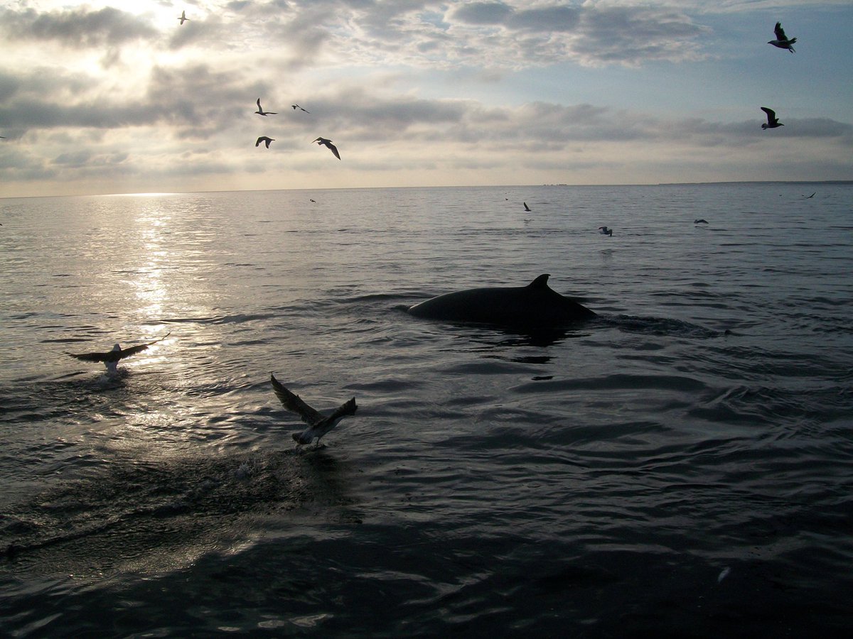 BluefinDoc's tweet photo. @JonathanWNV Sounds great but why did you double the #herring quota that sustains whales, tuna, sharks & seabirds for “socio-economic” reasons when Gulf stocks have collapsed according to your @FishOceansCAN scientists? Shamefully #Canada has not learned from the cod catastrophe. #BluefinDoc https://t.co/K1PYXY2a0y
