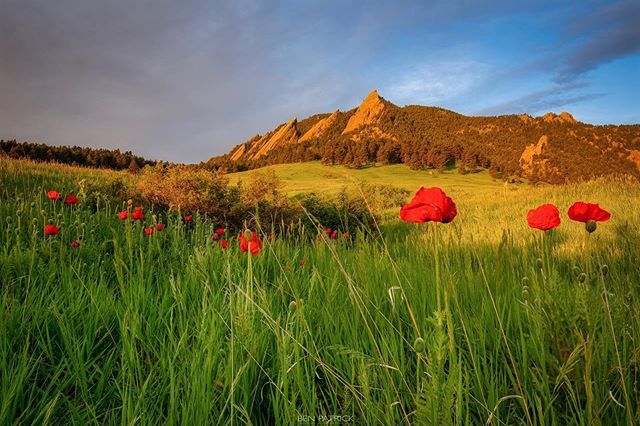 bbpatrickphoto's tweet photo. Hard to beat this view in the morning! After shooting here most weekends the last few months I finally was able to get the shot I wanted.

#boulder #bouldercolorado #flatirons #chautauqua #colorado #landscapephotography #landscape #sunrise #greatoutdoors… https://t.co/2E679TR3AL https://t.co/TqMxs42yFh