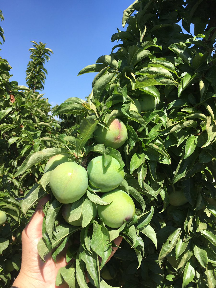 pfernandez1975's tweet photo. 📷📷Estrategia de Nutrición y Bioestimulación con productos de #SIPCAM en Ciruela, Var. Crisom Glo, Finca Cerro El Esparragal, Valdivia(Badajoz) #Efficient #Blackjak #Tonofol #Record #StiloHydro #HFCalibra #StimulNossumSP #Perfectose #LiquiK #STILOμCruzial #STILOμKuality 💪💪🍑🍑 https://t.co/cmjenlw0T9