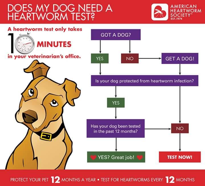 AMSHVets's tweet image. When was the last time we tested your dog for heartworms? We suggest annual heartworm testing. It can save your pet's life! While you're here ask us about heartworm prevention. 🐶

#AMSHvets #tulsaoklahoma #brokenarrowoklahoma #proheart6 #iverhart #pethealth #dogsofinstagram