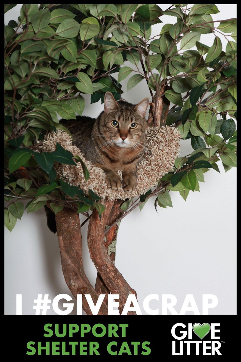 Pet Tree Houses (@pettreehouse) on Twitter photo 