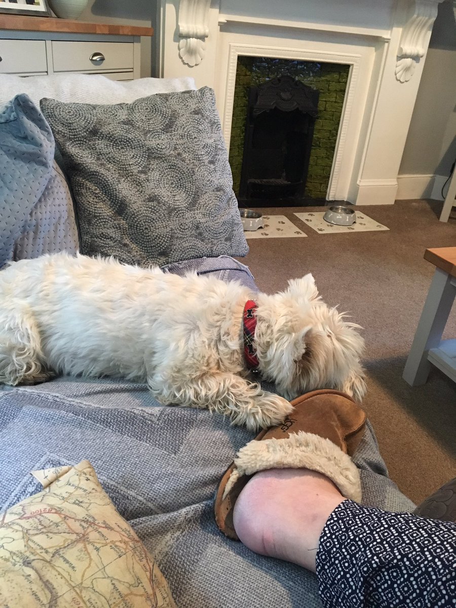 BusterWatches's tweet photo. A paw on mum at all times #westie #cute #neverletgo https://t.co/EDk9sW3jrZ