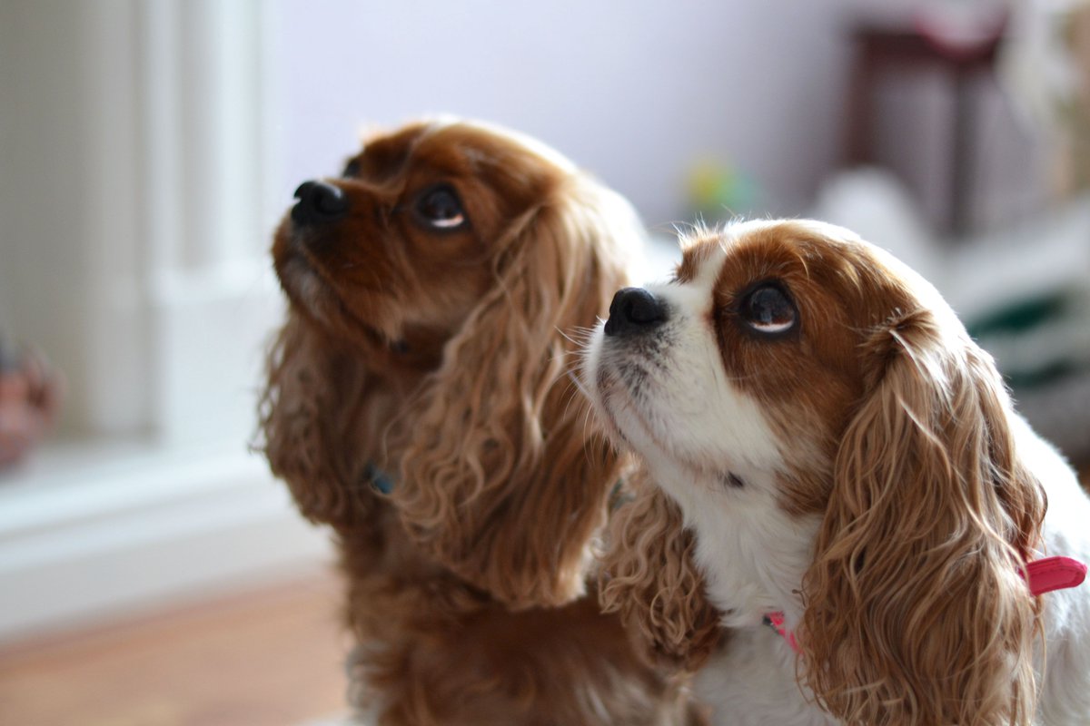 TwilightVisuals's tweet image. We are dog owners so we understand how they truly do become part of the family and how it is so hard to say goodbye. Capture your beautiful moments together so you can remember forever🐶💖 #twilightvisuals #petportrait #kingcharlescavalier