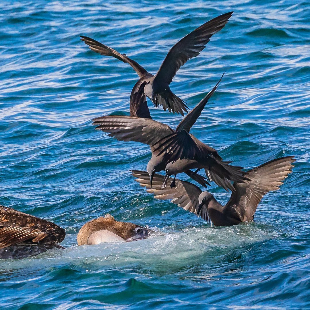 EmetebeAirlines's tweet image. Magic #Galapagos
repost @t.craigjones
Some brown noddy terns that were really interested in helping this brown #pelican #catchafish. #ulteriormotives #BaltraIsland.
#brownpelican #brownnoddytern  #galapagosislands #Ecuador #baltra #islasgalapagos #discoverecuador #southamerica