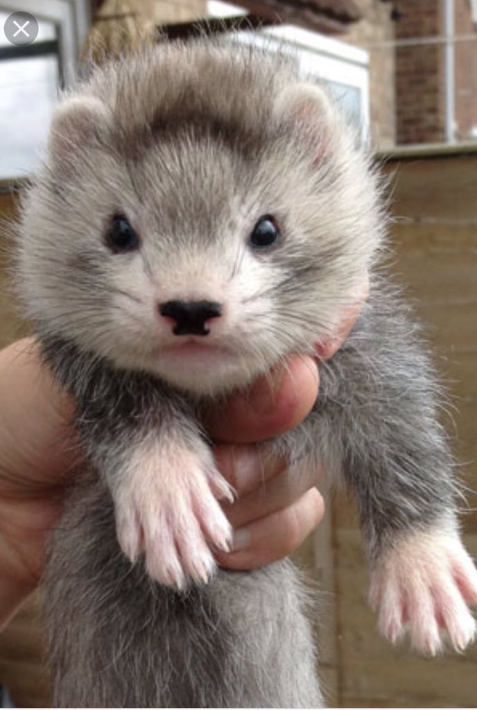 Come and see us <a href="/BASCNorth/">BASC North</a> at Myerscough Show tomorrow, gundog scurry, shooting simulator, special feature Ferret racing #speedy #gundogs