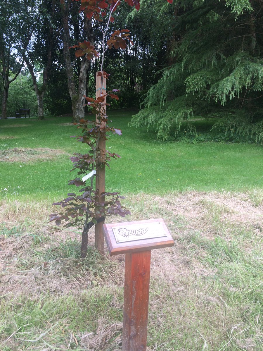 Couldn't leave the island without going to pay our respects to our <a href="/gavin_lupton/">Gavin Lupton (Luppy)</a> at his tree in the national arboretum, hope you're showing <a href="/DaleyMathison/">Daley Mathison</a> around up there, look after each other. #Gonebutneverforgotten