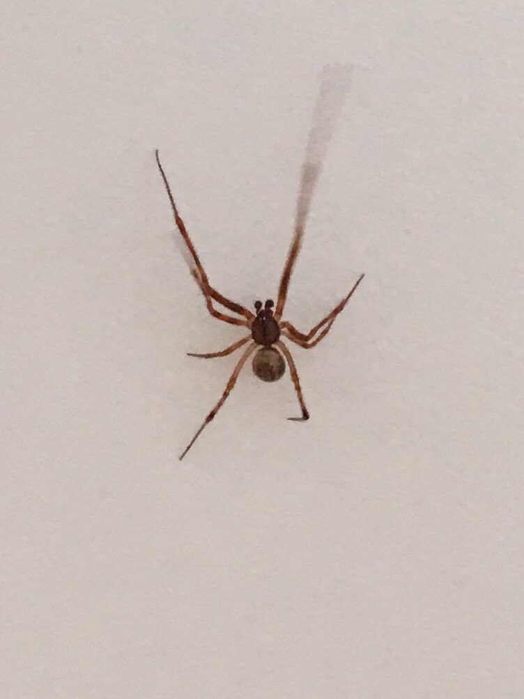 KRB3612's tweet photo. @RecluseOrNot is this a brown recluse? Found in my home in central NC. Thanks! https://t.co/rfEtjYHfGA